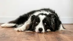 Tunteeko koira kaunaa omistajaansa kohtaan: miten se ilmenee