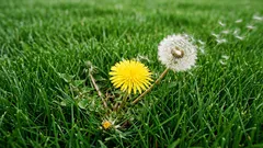 Kuinka päästä eroon rikkaruohoista, ennen kuin ne valtaavat nurmikkosi